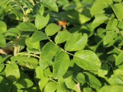 Weiße Apfelrose 'Alba' /- Kartoffelrose /- Hagebutte -Deutschland Garten Funk Verkaufs-Shop weisse apfelrose alba kartoffelrose hagebutte m003910 w 8