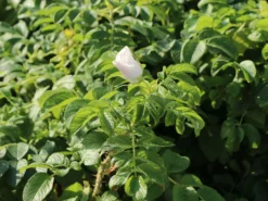 Weiße Apfelrose 'Alba' /- Kartoffelrose /- Hagebutte -Deutschland Garten Funk Verkaufs-Shop weisse apfelrose alba kartoffelrose hagebutte m003910 w 9