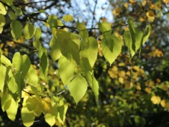 Weiße Maulbeere -Deutschland Garten Funk Verkaufs-Shop weisse maulbeere m012096 w 3