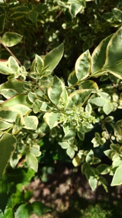 Weißgerandeter Ovalblättriger Liguster 'Argenteum' -Deutschland Garten Funk Verkaufs-Shop weissgerandeter ovalblaettriger liguster argenteum m008178 1179303 0