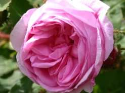 Moos-Rose / Wildrose 'Muscosa'