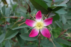 Wildrose Hechtrose / Rotblättrige Rose Glauca -Deutschland Garten Funk Verkaufs-Shop wildrose hechtrose rotblaettrige rose glauca m003486 849540 0