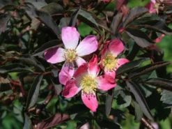 Wildrose Hechtrose / Rotblättrige Rose Glauca