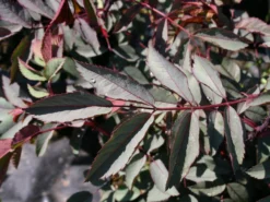 Wildrose Hechtrose / Rotblättrige Rose Glauca -Deutschland Garten Funk Verkaufs-Shop wildrose hechtrose rotblaettrige rose glauca m003486 w 0