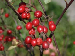 Wildrose Hechtrose / Rotblättrige Rose Glauca -Deutschland Garten Funk Verkaufs-Shop wildrose hechtrose rotblaettrige rose glauca m003486 w 1