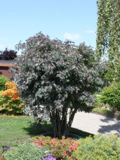 Wildrose Hechtrose / Rotblättrige Rose Glauca -Deutschland Garten Funk Verkaufs-Shop wildrose hechtrose rotblaettrige rose glauca m003486 w 2