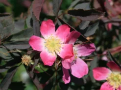 Wildrose Hechtrose / Rotblättrige Rose Glauca -Deutschland Garten Funk Verkaufs-Shop wildrose hechtrose rotblaettrige rose glauca m003486 w 4