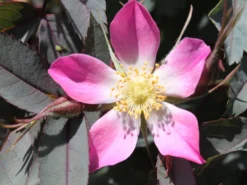 Wildrose Hechtrose / Rotblättrige Rose Glauca -Deutschland Garten Funk Verkaufs-Shop wildrose hechtrose rotblaettrige rose glauca m003486 w 5