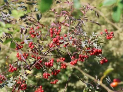 Wildrose Hechtrose / Rotblättrige Rose Glauca -Deutschland Garten Funk Verkaufs-Shop wildrose hechtrose rotblaettrige rose glauca m003486 w 7
