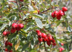 Wildrose Hechtrose / Rotblättrige Rose Glauca -Deutschland Garten Funk Verkaufs-Shop wildrose hechtrose rotblaettrige rose glauca m003486 w 8