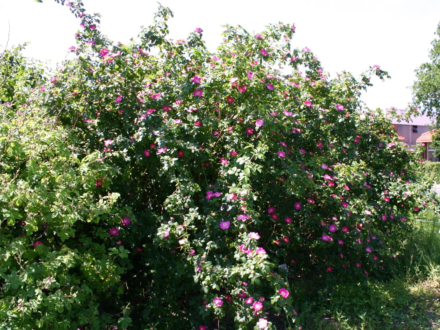 Rote Büschelrose / Mandarin-Rose 2 Rote Büschelrose / Mandarin-Rose – Bild 2