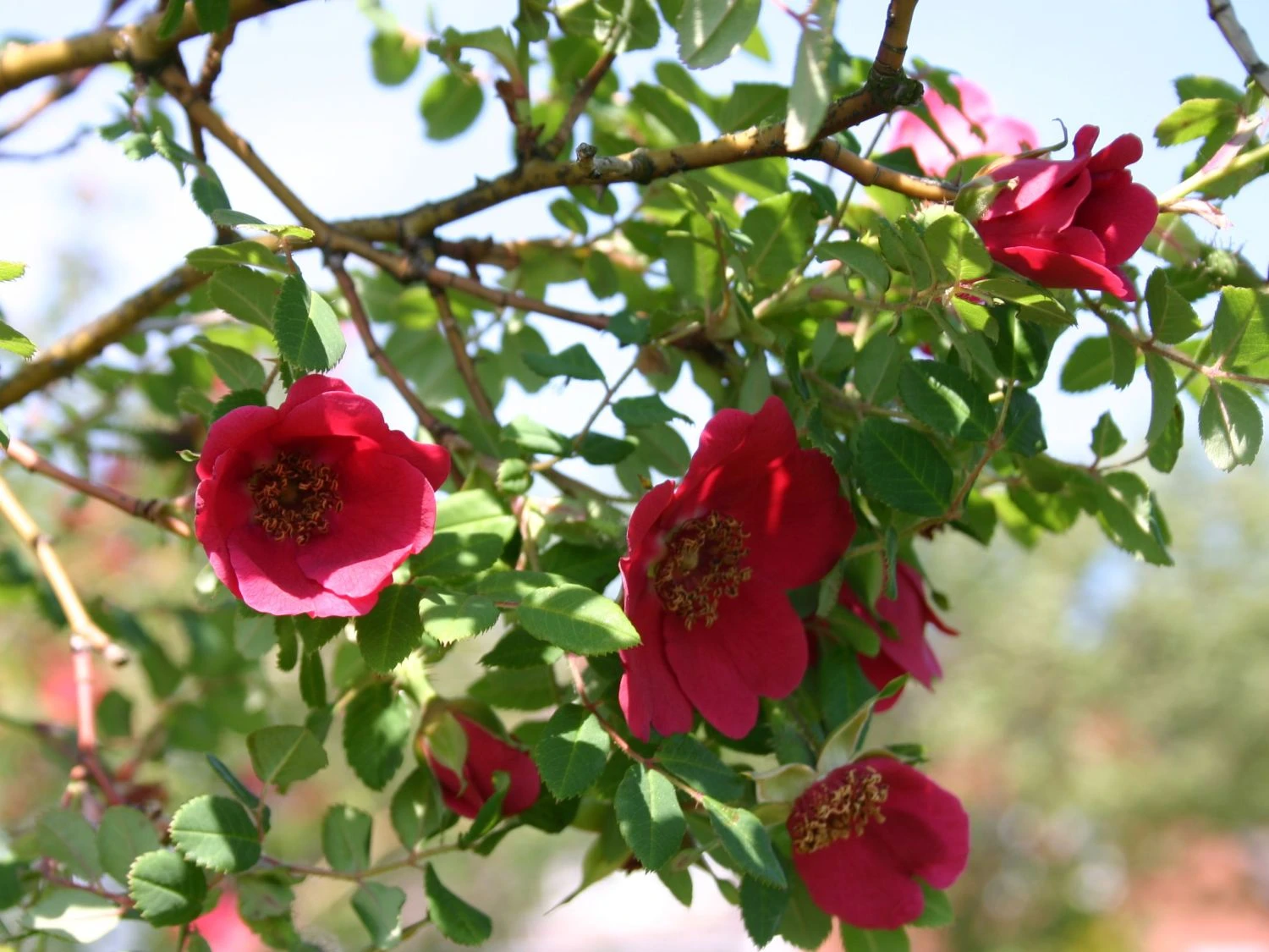 Rote Büschelrose / Mandarin-Rose 3 Rote Büschelrose / Mandarin-Rose – Bild 3