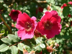 Rote Büschelrose / Mandarin-Rose 8 Rote Büschelrose / Mandarin-Rose -Deutschland Garten Funk Verkaufs-Shop wildrose moyesii m002660 w 2