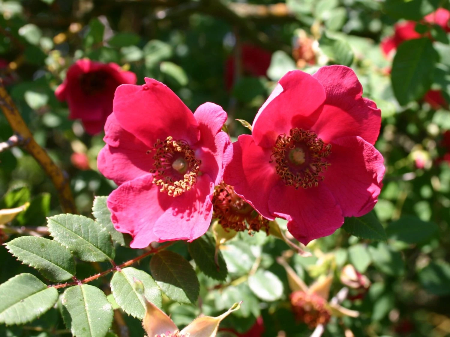 Rote Büschelrose / Mandarin-Rose 4 Rote Büschelrose / Mandarin-Rose – Bild 4