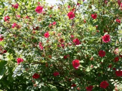 Rote Büschelrose / Mandarin-Rose 9 Rote Büschelrose / Mandarin-Rose -Deutschland Garten Funk Verkaufs-Shop wildrose moyesii m002660 w 3