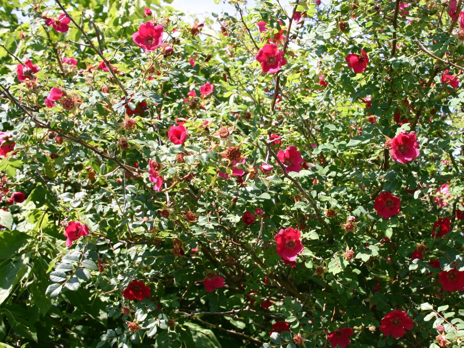 Rote Büschelrose / Mandarin-Rose 5 Rote Büschelrose / Mandarin-Rose – Bild 5