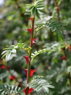 Stacheldrahtrose 13 Stacheldrahtrose -Deutschland Garten Funk Verkaufs-Shop wildrose omeiensis pteracantha m002668 w 0