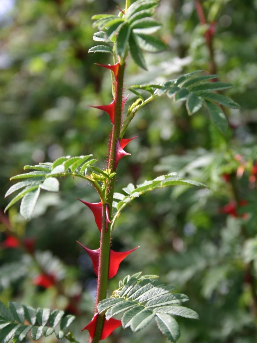 Stacheldrahtrose 4 Stacheldrahtrose – Bild 4