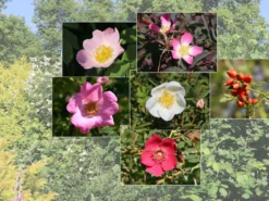 Wildrosen-Hecke Aus 10 Pflanzen