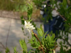 Winter-Heckenkirsche / Duft-Heckenkirsche