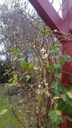 Winter-Heckenkirsche / Duft-Heckenkirsche -Deutschland Garten Funk Verkaufs-Shop winter heckenkirsche duft heckenkirsche m009831 193676 0