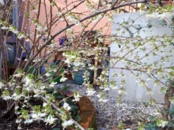 Winter-Heckenkirsche / Duft-Heckenkirsche -Deutschland Garten Funk Verkaufs-Shop winter heckenkirsche duft heckenkirsche m009831 908807 0