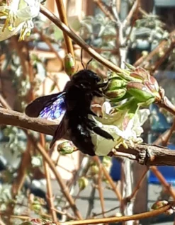 Winter-Heckenkirsche / Duft-Heckenkirsche -Deutschland Garten Funk Verkaufs-Shop winter heckenkirsche duft heckenkirsche m009831 908807 1