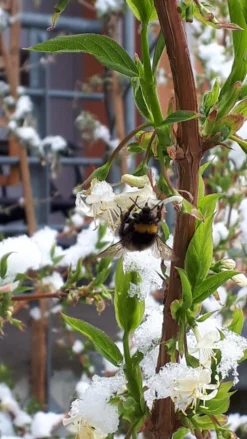 Winter-Heckenkirsche / Duft-Heckenkirsche -Deutschland Garten Funk Verkaufs-Shop winter heckenkirsche duft heckenkirsche m009831 908807 3