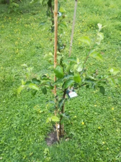 Winterapfel 'Schöner Aus Boskoop' -Deutschland Garten Funk Verkaufs-Shop winterapfel boskoop bzw schoener von boskoop m004790 863541 0