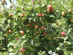 Winterapfel 'Schöner Aus Boskoop' -Deutschland Garten Funk Verkaufs-Shop winterapfel boskoop bzw schoener von boskoop m004790 w 4