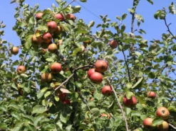 Winterapfel 'Schöner Aus Boskoop' -Deutschland Garten Funk Verkaufs-Shop winterapfel boskoop bzw schoener von boskoop m004790 w 5