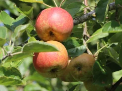 Winterapfel 'Schöner Aus Boskoop' -Deutschland Garten Funk Verkaufs-Shop winterapfel boskoop bzw schoener von boskoop m004790 w 6