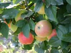 Winterapfel 'Goldparmäne' 18 Winterapfel 'Goldparmäne' -Deutschland Garten Funk Verkaufs-Shop winterapfel goldparmaene m004848 w 0