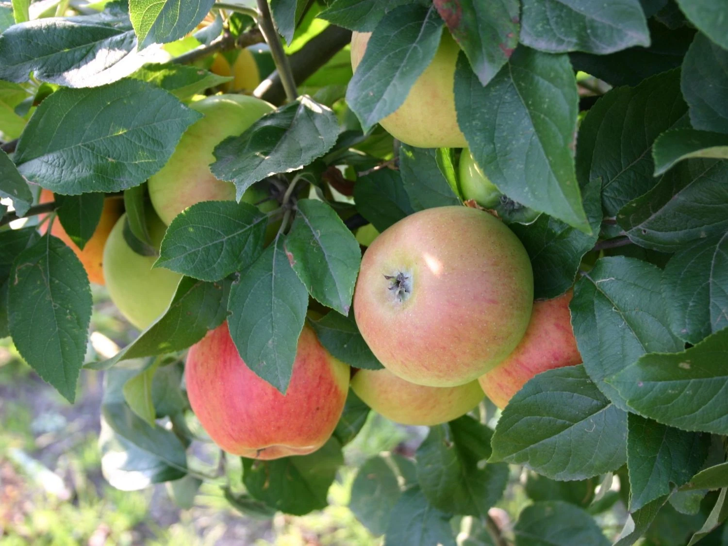 Winterapfel 'Goldparmäne' 8 Winterapfel 'Goldparmäne' – Bild 8