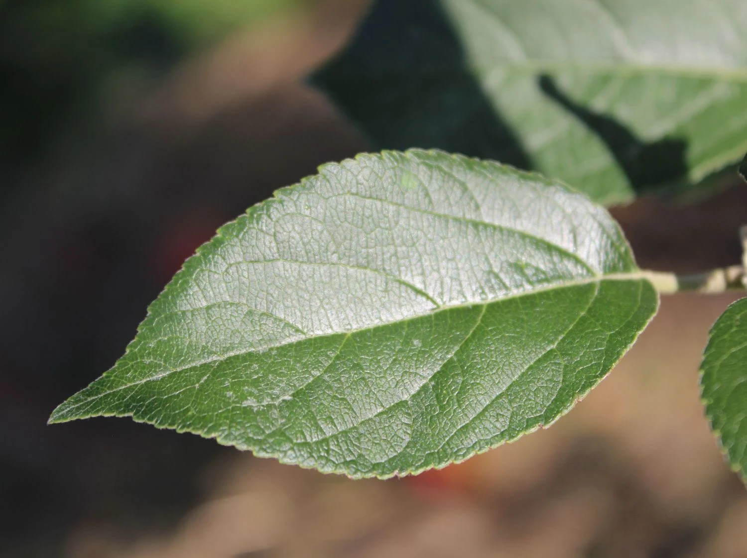 Winterapfel 'Goldparmäne' 3 Winterapfel 'Goldparmäne' – Bild 3
