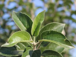 Winterapfel 'Goldparmäne' 15 Winterapfel 'Goldparmäne' -Deutschland Garten Funk Verkaufs-Shop winterapfel goldparmaene m004848 w 4