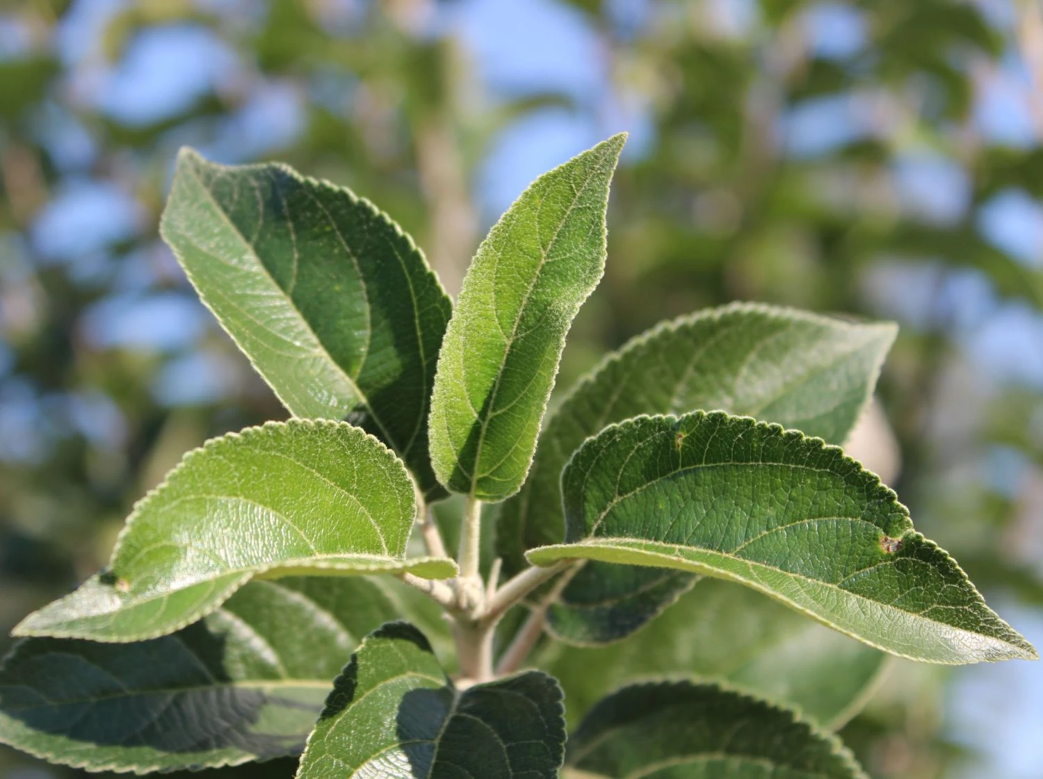 Winterapfel 'Goldparmäne' 5 Winterapfel 'Goldparmäne' – Bild 5