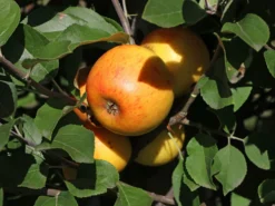 Winterapfel 'Goldparmäne' 17 Winterapfel 'Goldparmäne' -Deutschland Garten Funk Verkaufs-Shop winterapfel goldparmaene m004848 w 5