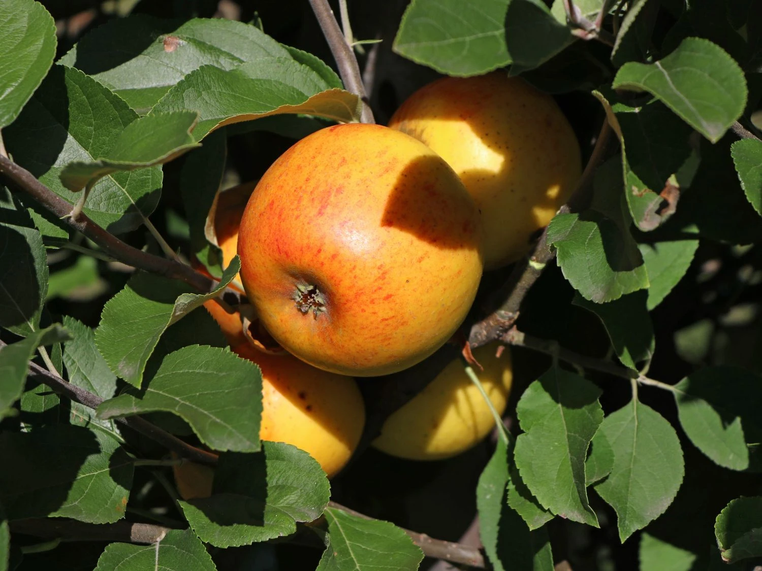 Winterapfel 'Goldparmäne' 7 Winterapfel 'Goldparmäne' – Bild 7