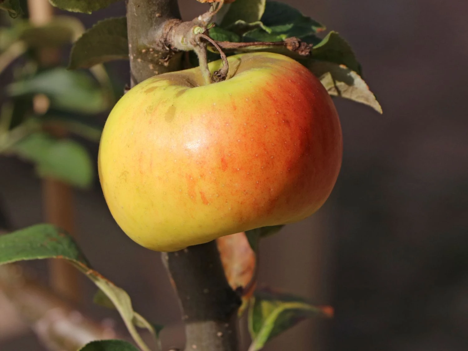 Winterapfel 'Goldparmäne' 2 Winterapfel 'Goldparmäne' – Bild 2