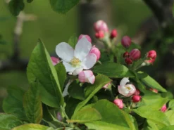Winterapfel 'Goldparmäne' 16 Winterapfel 'Goldparmäne' -Deutschland Garten Funk Verkaufs-Shop winterapfel goldparmaene m004848 w 8