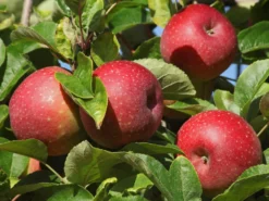Winterapfel 'Roter Boskoop'