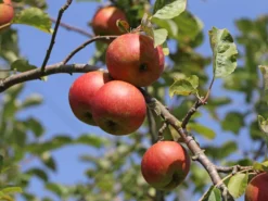 Winterapfel 'Roter Boskoop' -Deutschland Garten Funk Verkaufs-Shop winterapfel roter boskoop m000564 w 1