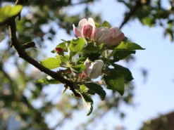 Winterapfel 'Schöner Aus Boskoop' -Deutschland Garten Funk Verkaufs-Shop winterapfel schoener aus boskoop m004790 w 0