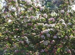 Winterapfel 'Schöner Aus Boskoop' -Deutschland Garten Funk Verkaufs-Shop winterapfel schoener aus boskoop m004790 w 1