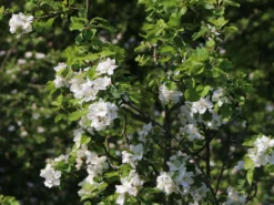 Winterapfel 'Schöner Aus Boskoop' -Deutschland Garten Funk Verkaufs-Shop winterapfel schoener aus boskoop m004790 w 2