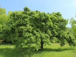 Winterapfel 'Schöner Aus Boskoop' -Deutschland Garten Funk Verkaufs-Shop winterapfel schoener aus boskoop m004790 w 3