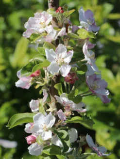 Winterapfel 'Spartan' -Deutschland Garten Funk Verkaufs-Shop winterapfel spartan m006602 w 1