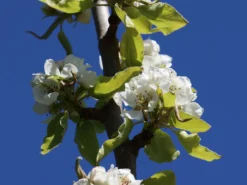 Winterbirne 'Bosc's Flaschenbirne' / 'Kaiser Alexander' -Deutschland Garten Funk Verkaufs-Shop winterbirne boscs flaschenbirne kaiser alexander m002610 w 0