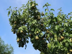 Winterbirne 'Bosc's Flaschenbirne' / 'Kaiser Alexander' -Deutschland Garten Funk Verkaufs-Shop winterbirne boscs flaschenbirne kaiser alexander m002610 w 2